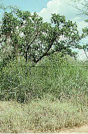 Image result for Dobera