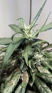 Plants are used for treatment of certain disorders from a long ago. The Causes Of Cannabis Leaves Curling Down And How To Remedy Them