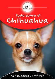 Pin En Chihuahua