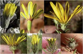 Image result for Hirpicium bechuanense