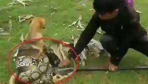 Snake Dog Viral Video: 3 Young Boys fight with Giant Python and saves Dog,  Today Google trending video goes viral | కుక్కను కాపాడేందుకు.. కొండ చిలువతో  పోరాడిన చిన్నారులు! వీడియో చూస్తే షాక్ ...