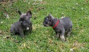 We did not find results for: Pin On Puppies For Sale