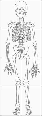 Druckbares Skelett Fur Kinder Druckbares Kinder Skelett Anatomie Kunst Sexualerziehung Schulideen