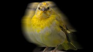 Maybe you would like to learn more about one of these? El Primer Canto De Un Canario Criollo Sicalis Flaveola Youtube