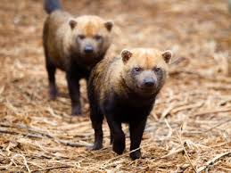 Ultrafacts Tumblr Com The Bush Dog Speothos Venaticus Is A Canid Found Little Rock Zoo Wild Dogs Animal Intelligence