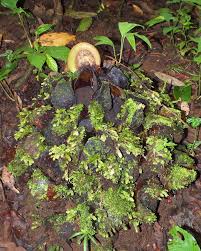 Image result for Marattiaceae