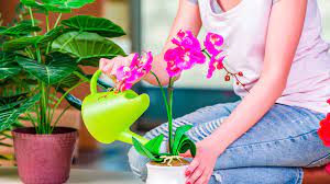 Check spelling or type a new query. What To Plant In February Flowers Vegetables To Sow Grow