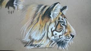 Tiger Study Dieren Tekenen Tekenen Beer Tekening