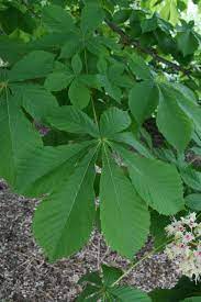 They have palmately compound leaves and erect flower clusters, often in the shape of an inverted cone. Horse Chestnut The Morton Arboretum