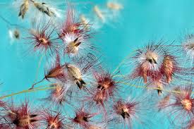 Image result for Melinis repens