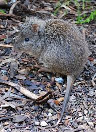 A Potoroo Scientific Name Potorous A Macropod A Kangaroo Like Marsupial About The Size Of A Rabbit All 3 Australia Animals Marsupial Australian Mammals