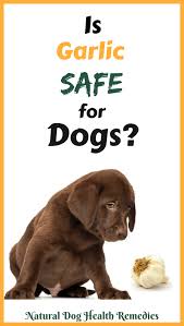 Garlic For Dogs So Much Controversy Out There Is Garlic Bad For Dogs Or Is Garlic Safe For Dogs And How Garlic For Dogs Dogs Health Remedies Can Dogs Eat