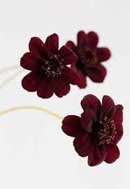 Choc Cosmos Chocolate Cosmos Chocolate Cosmos Flower Flowers