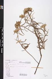 Image result for Haumaniastrum caeruleum