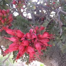 Image result for Schotia afra