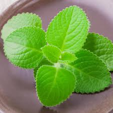 Image result for Coleus amboinicus