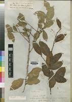 Image result for Bridelia atroviridis