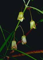 Image result for Cunoniaceae