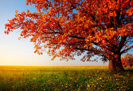 Autumn scenes desktop wallpapers top free autumn scenes. Autumn Scene Wallpapers Wallpaper Cave