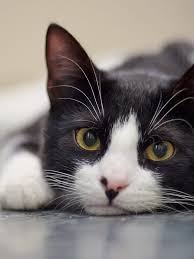If your veterinarian euthanasia services are too expensive, there are some providers will give you the option for lower cost end of life services for. Pet Euthanasia Services In Salt Lake City Ut Contact Us Today