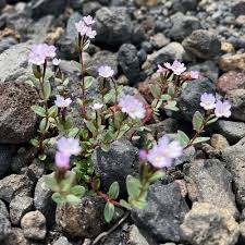 Image result for Epilobium stereophyllum