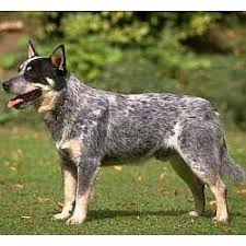 My Australian Cattle Dog Aka Blue Heeler Is The Smartest Dog I Have Ever Had I Love Her Dearly Austrailian Cattle Dog Herding Dogs