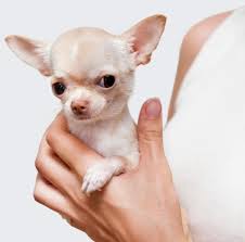 Here is the dog breeds price in india under 10'000, 15'000, and 30'000 or more. 15 Best Teacup Dog Breeds 2021 And What You Must Know About Them