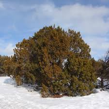 Image result for Cupressaceae