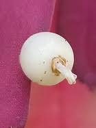 Image result for Pandiaka ramulosa