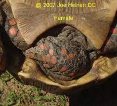 Redfoot Tortoise Breeding