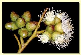 Image result for Balanites