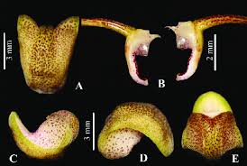 Image result for Achyrospermum laterale