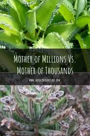 Kalanchoe Daigremontiana Mother Of Thousands Or Kalanchoe Delagoensis Mother Of Millions Chandelier Plant Plants Easy House Plants Cactus House Plants