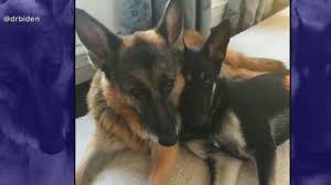 In a way, i've made the argument that you can look at the. Delaware Humane Association Holds Party For Biden Rescue Dog Ahead Of In Dog Uration To Raise Money For Shelter Animals