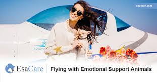 Flying With Emotional Support Animals Esa Care