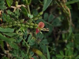 Image result for Alysicarpus