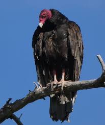 We did not find results for: Which Bird Might I See Today Spring Turkey Vulture Lake Country Museum Archives