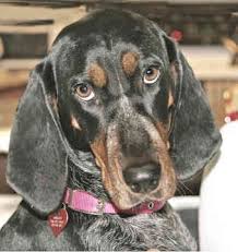 Black And Tan Coonhound Rescue Black And Tan Hounds For Sale Coonhound Boston Terrier Dog Hound Dog