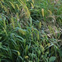 Image result for Setaria kagerensis