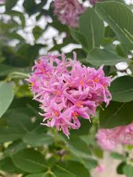 Image result for Dais cotinifolia