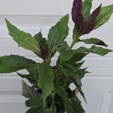 Image result for Gynura pseudochina