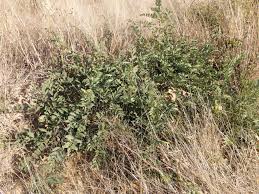 Image result for Grewia monticola