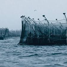 How Tasmania S Salmon Farms Are Being Cleaned Up By Author Richard Flanagan