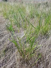 Image result for Eriochloa meyeriana