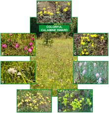 Image result for Haumaniastrum katangense