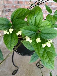 The original form of the plant is white and blooms for approximately one week in early spring. Bleeding Heart Vine Advice See Comment Nolagardening