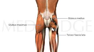 Best Exercises For The Gluteus Medius Medbridge Blog