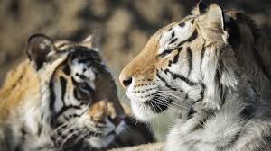 Carole baskin's tiger ретвитнул(а) mais pra menos. Tiger King S Carole Baskin Supports Plan For Big Cat Sanctuary Near Horry County Wbtw