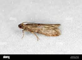 Image result for Dewevrella cochliostema