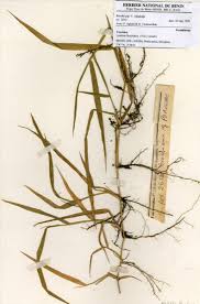 Image result for Urochloa villosa